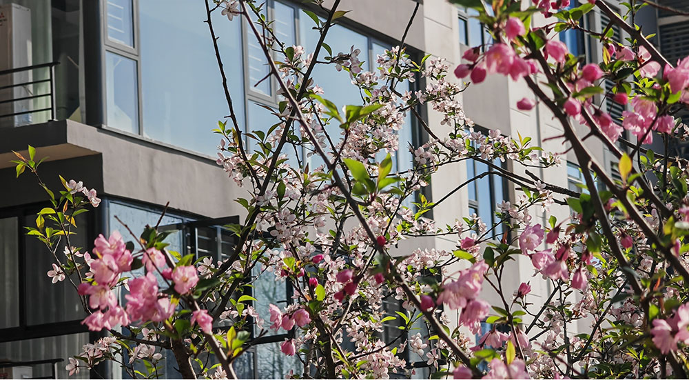 赤壁未来之城：解锁不远行的浪漫春色