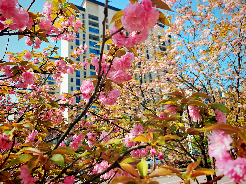 花期正浓，等你驻家｜公园里学府二期醉美四月天