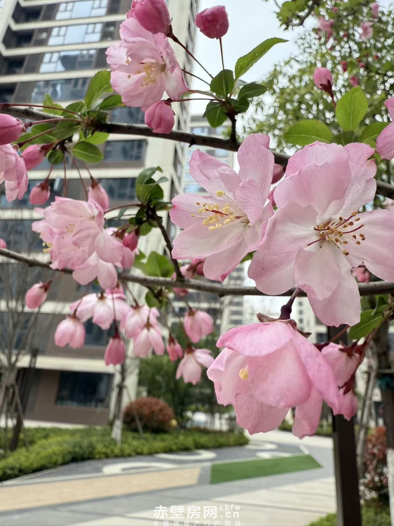 赤壁云尚·南苑｜用品质说话，把生活过成理想